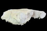 Oreodont (Merycoidodon) Partial Skull - Wyoming #95060-3